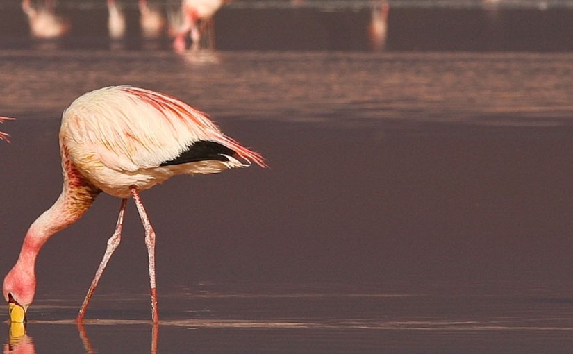 Spot thousands of flamingos at Laguna Colorada
