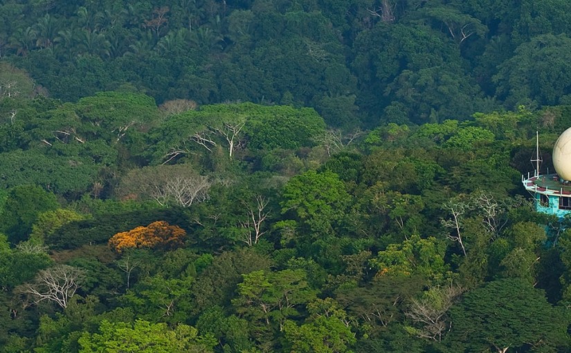 Jungle immersion at Canopy Tower