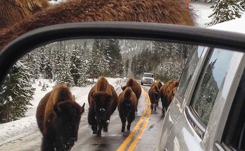 Yellowstone Under Canvas