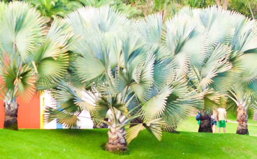 Brazil’s colossal Inhotim Art gallery