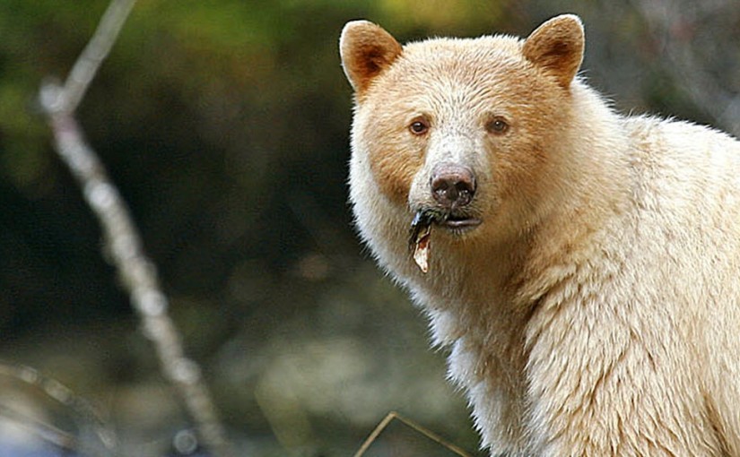 Seek out Spirit Bears