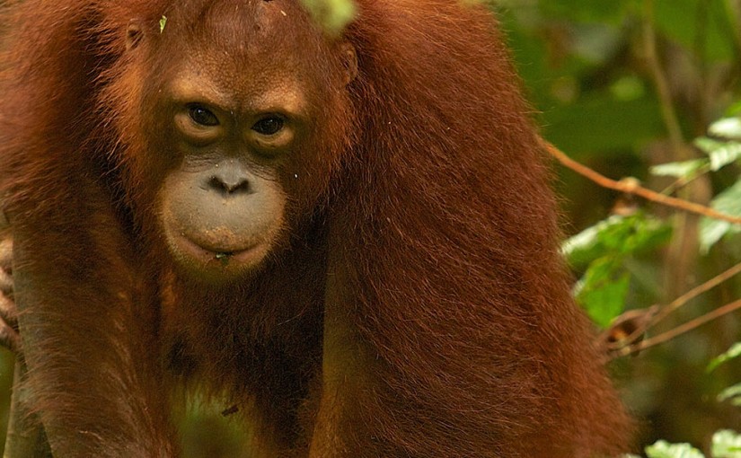 Hang with Wild Orangutans