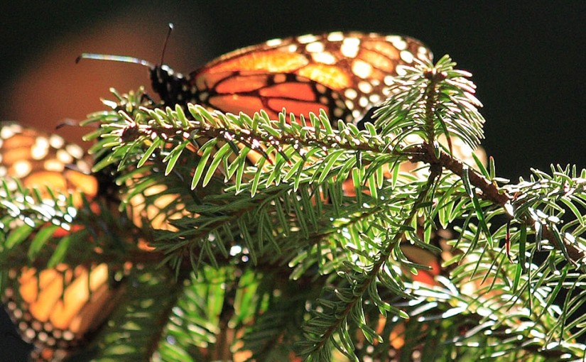 Migrate with millions of Butterflies in Mexico