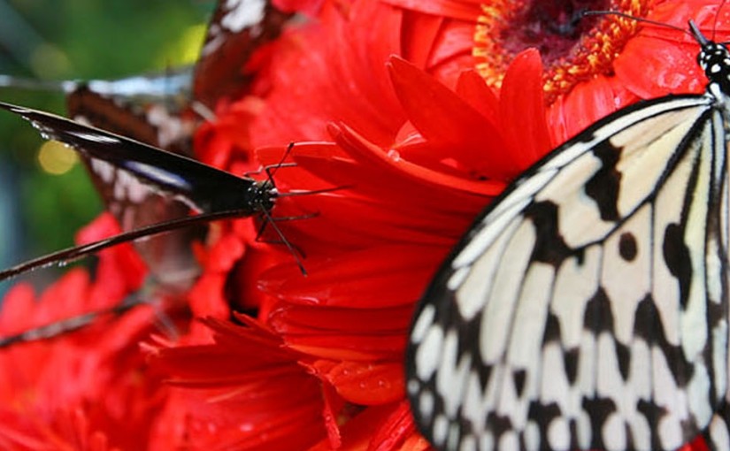 Playtime at Singapore’s Changi Airport