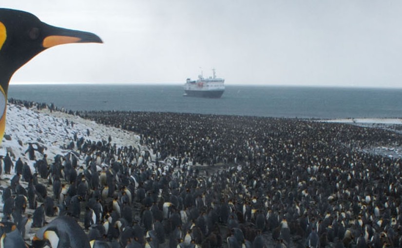 Cosy up with King Penguins