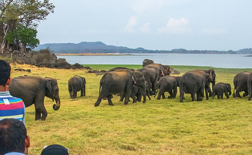 Hang out with 400 wild elephants