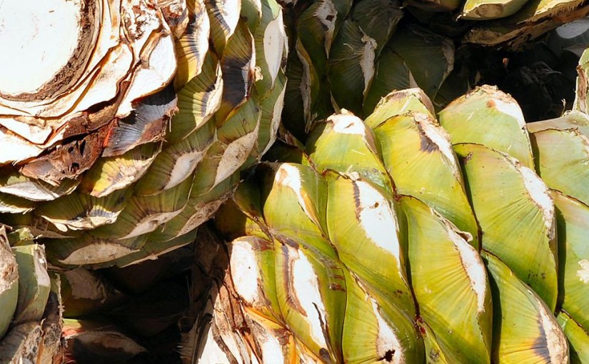 Slurp Mexican mezcal
