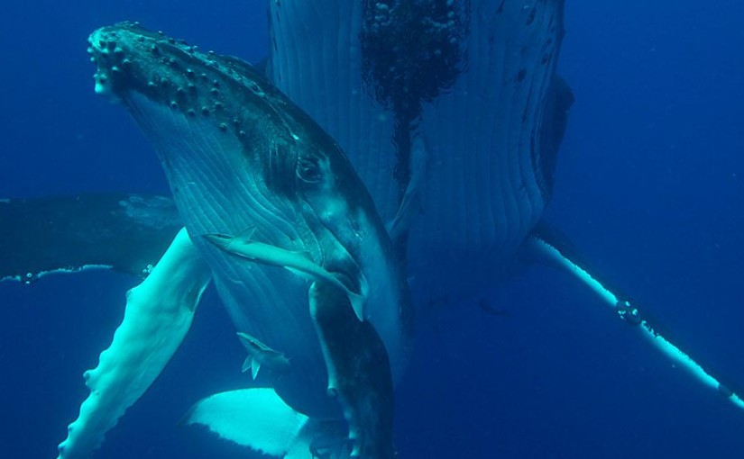 Pacific luxury at Matafonua Lodge