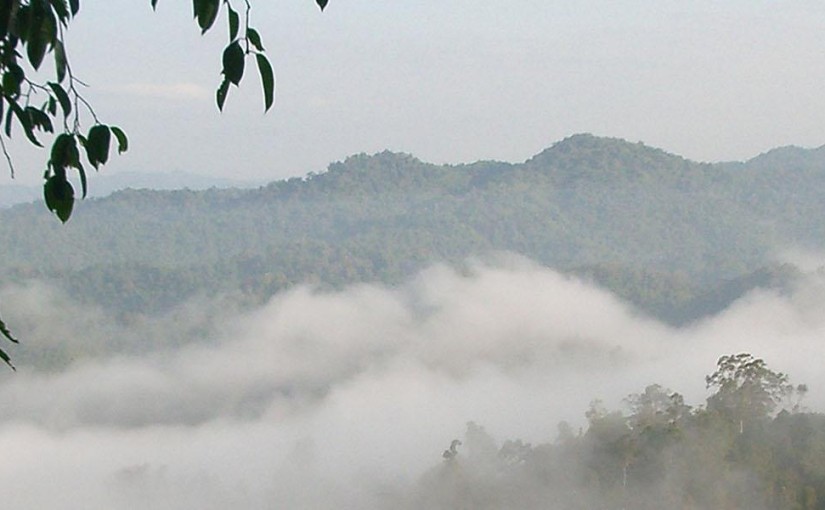 Treehouse to Treehouse Zip Lining