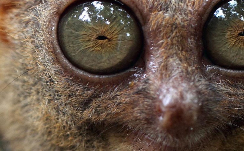 Tiny Primates in Bohol