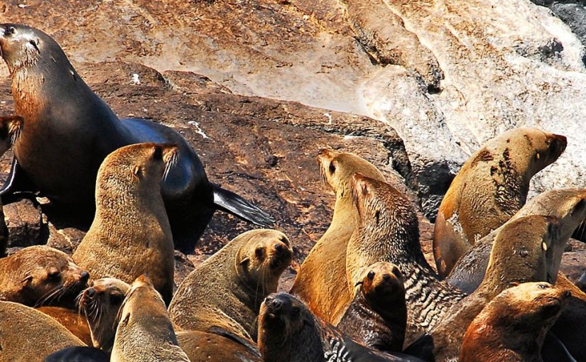 Australia’s Galapagos