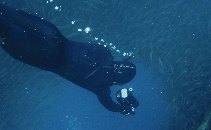 Feeding frenzy at South Africa’s Sardine Run