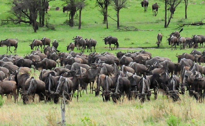 Witness the Wildebeest Birthing Season at Serengeti National Park