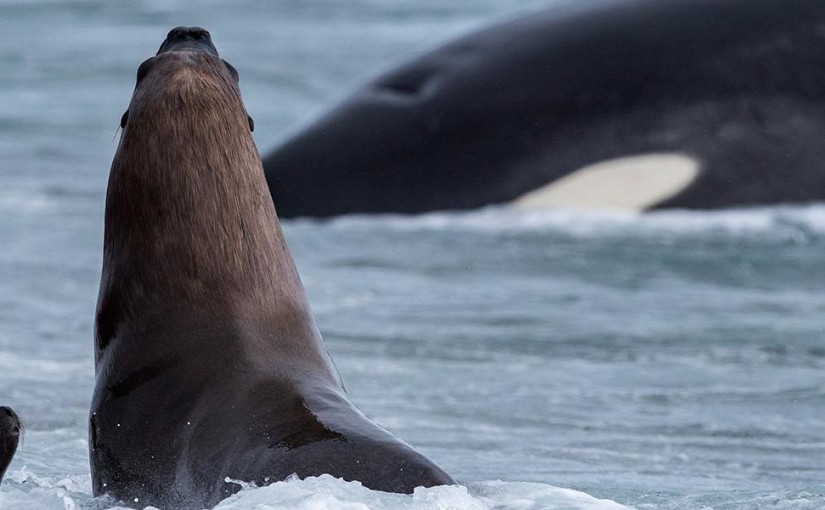 Witness orcas feasting on sea lions