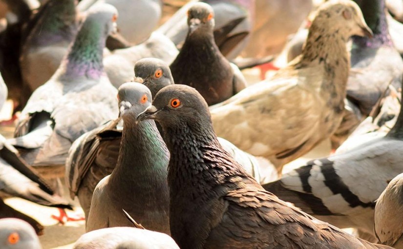 Feast on Crispy Skin Pigeon