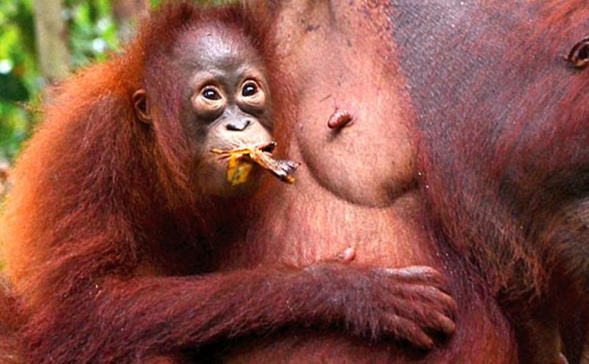 Boating Indonesian Borneo