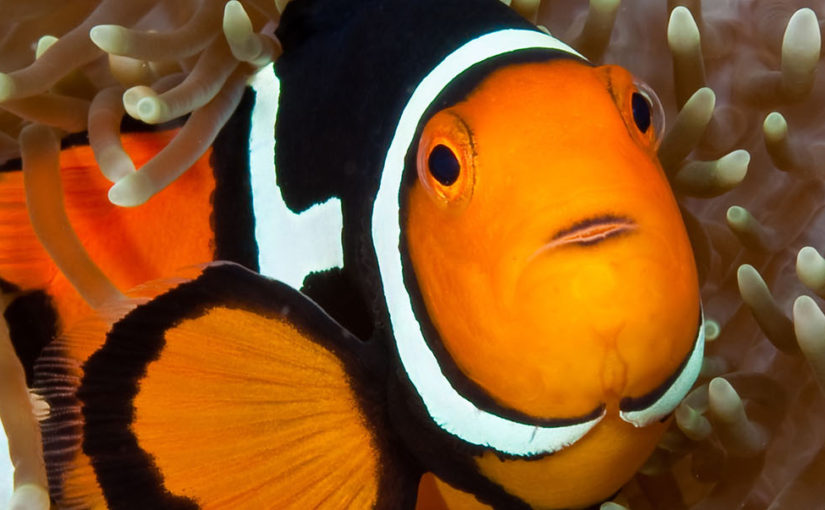 Divine diving at Tufi Resort