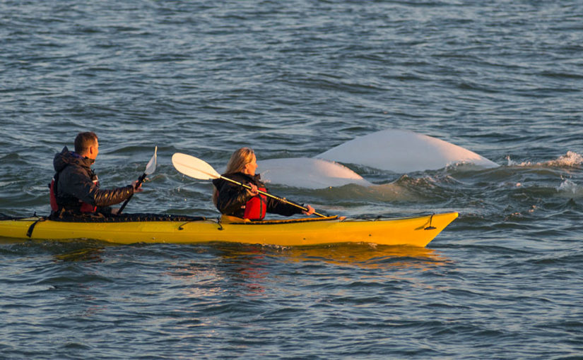 Encounter belugas, bears and blooms