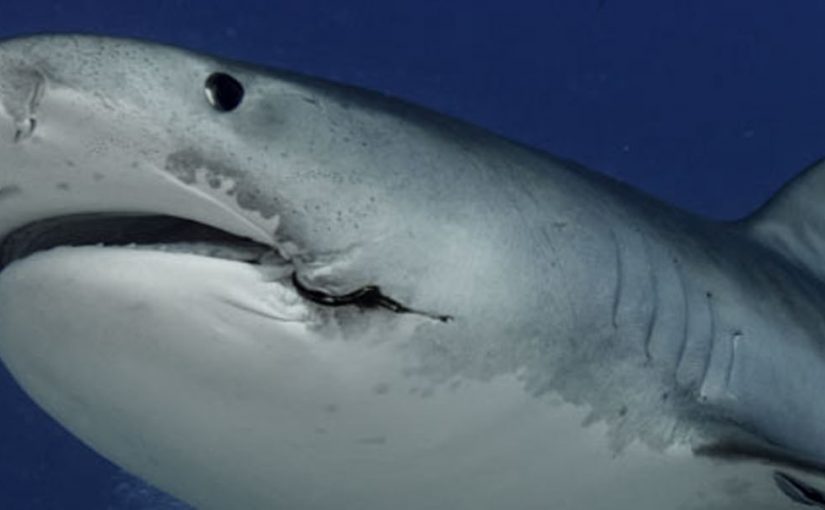Tiger shark diving