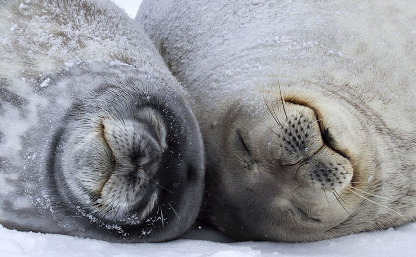 See Antarctica’s outstanding wildlife