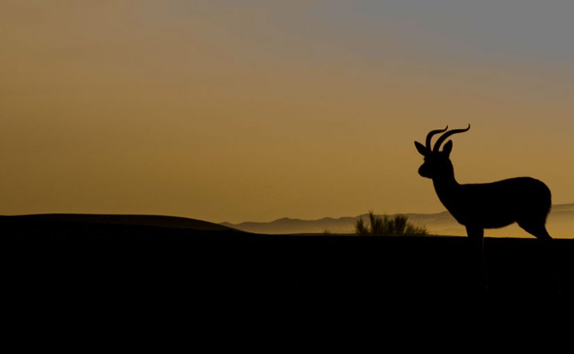 Dubai 4WD Desert Explorer