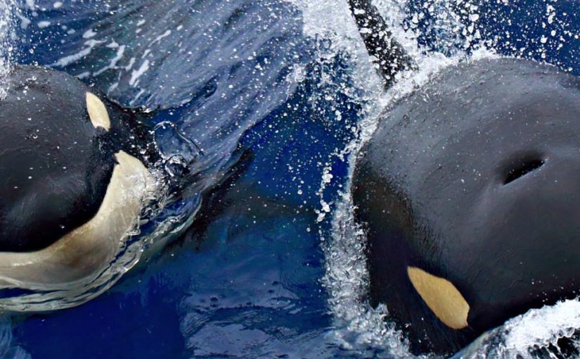 Get close to orcas in WA