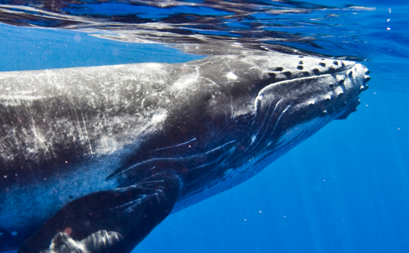 Swim with humpbacks in paradise