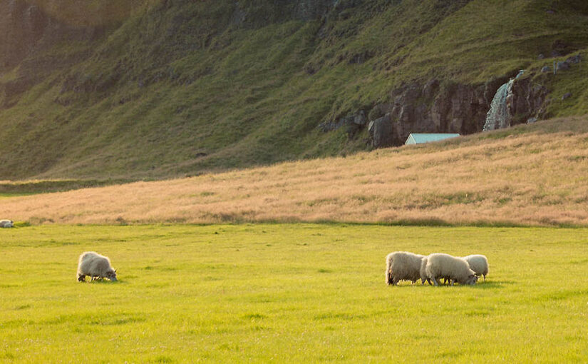 Shit Whisky in the North