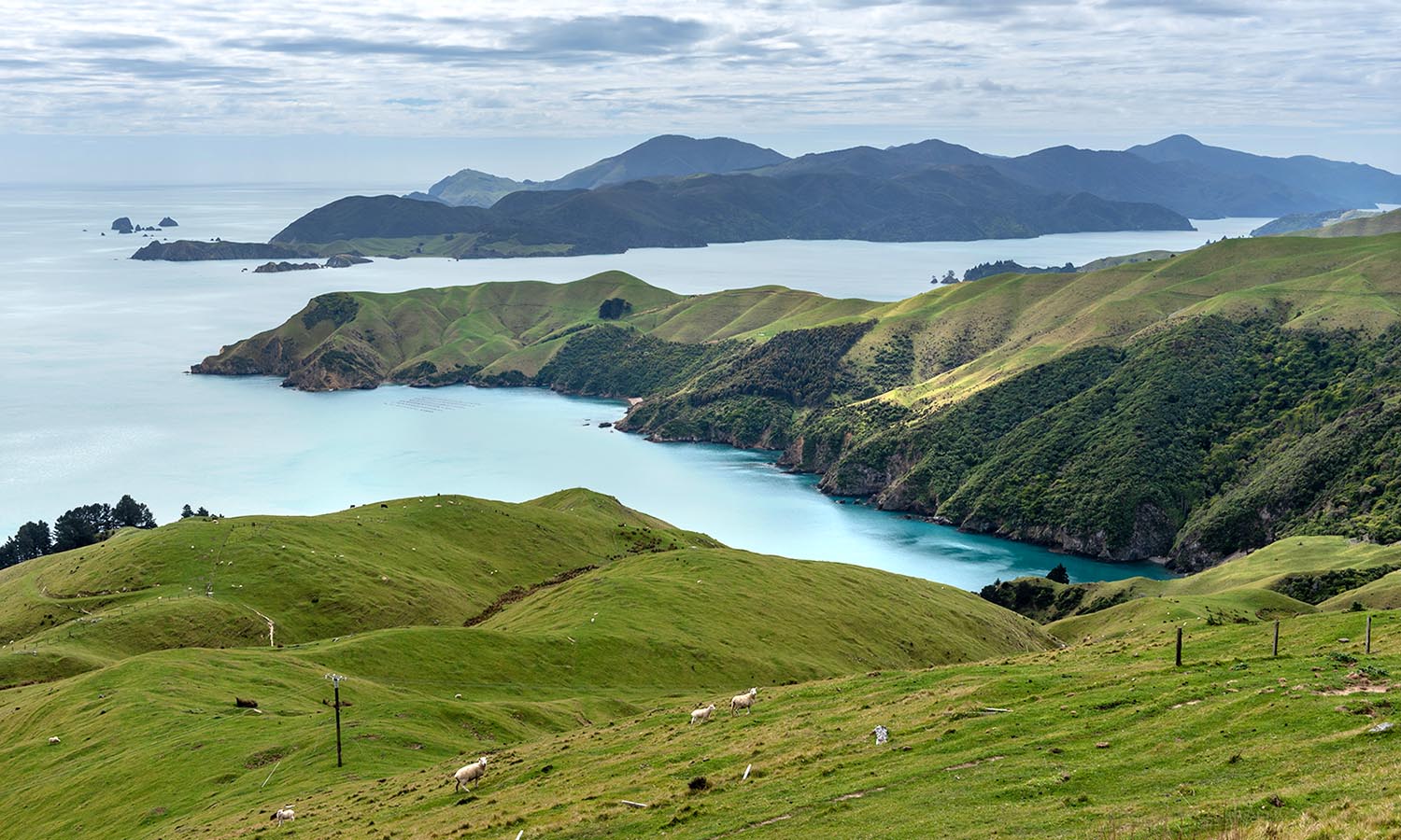 The lush green hills of the South Island of New Zealand.