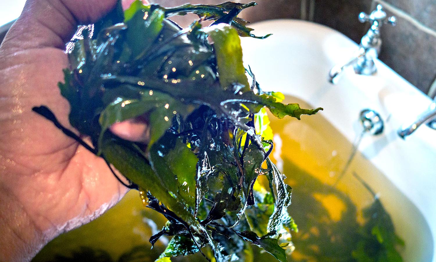 Seaweed used in bath treatments. 