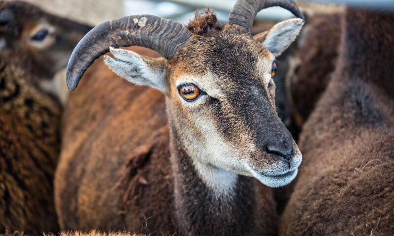 A brown goat.