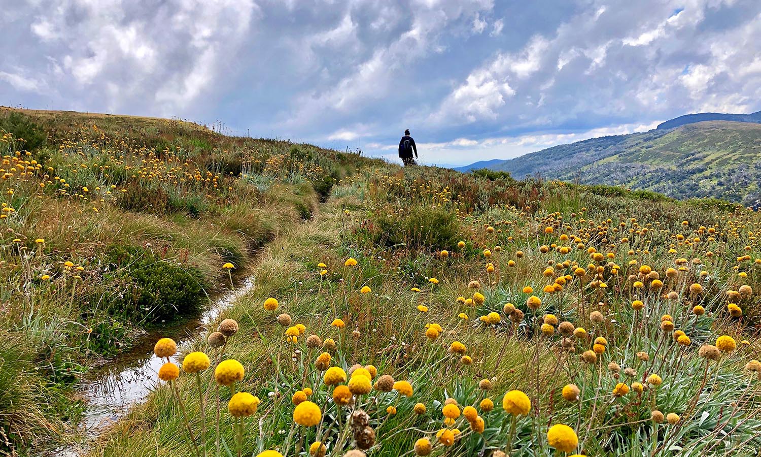 A lone man walks across a yellow-flowered landscape in High Country Victoria.