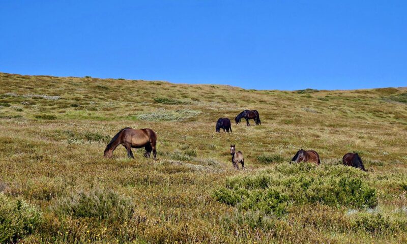 A group of wild horses (brumbies) grazing on dry grass under a clear, blue sky.