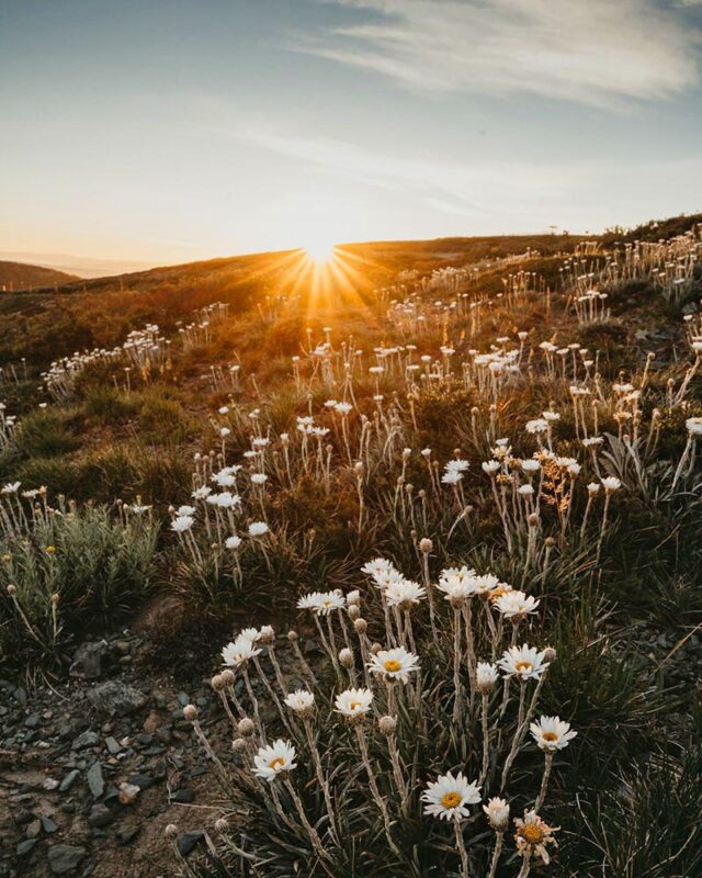 Wild flowers overtake a hiking trail as the sun sets between Falls Creek and Hotham Village.