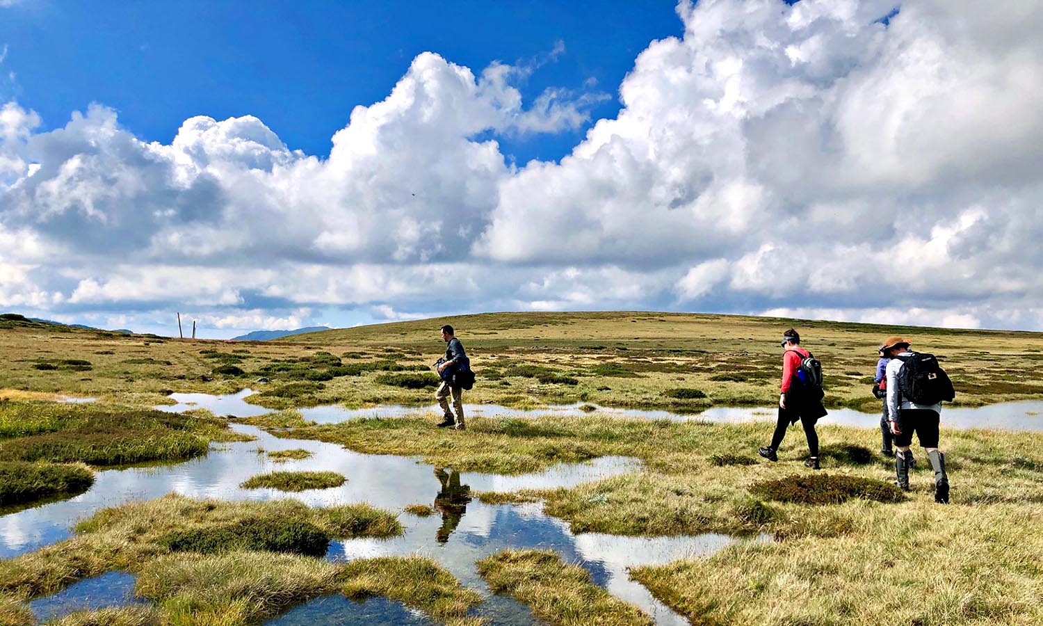 A group of people walking through the wetland of the Bogong High Plains.