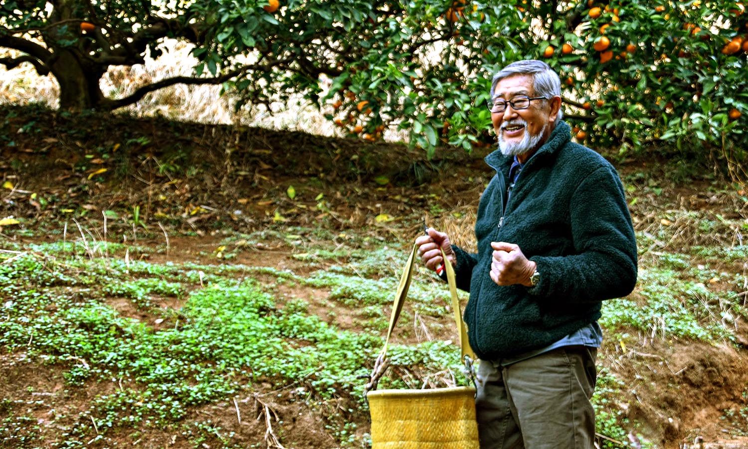 An older Japanese man stands with a basket, collecting oranges. 