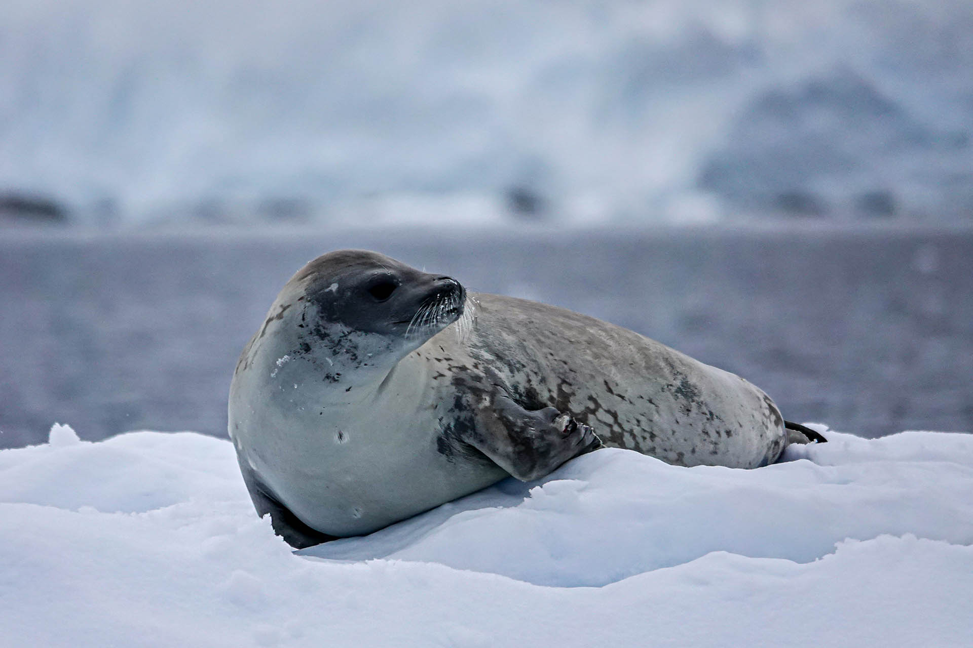 Draw me like one of your French seals.