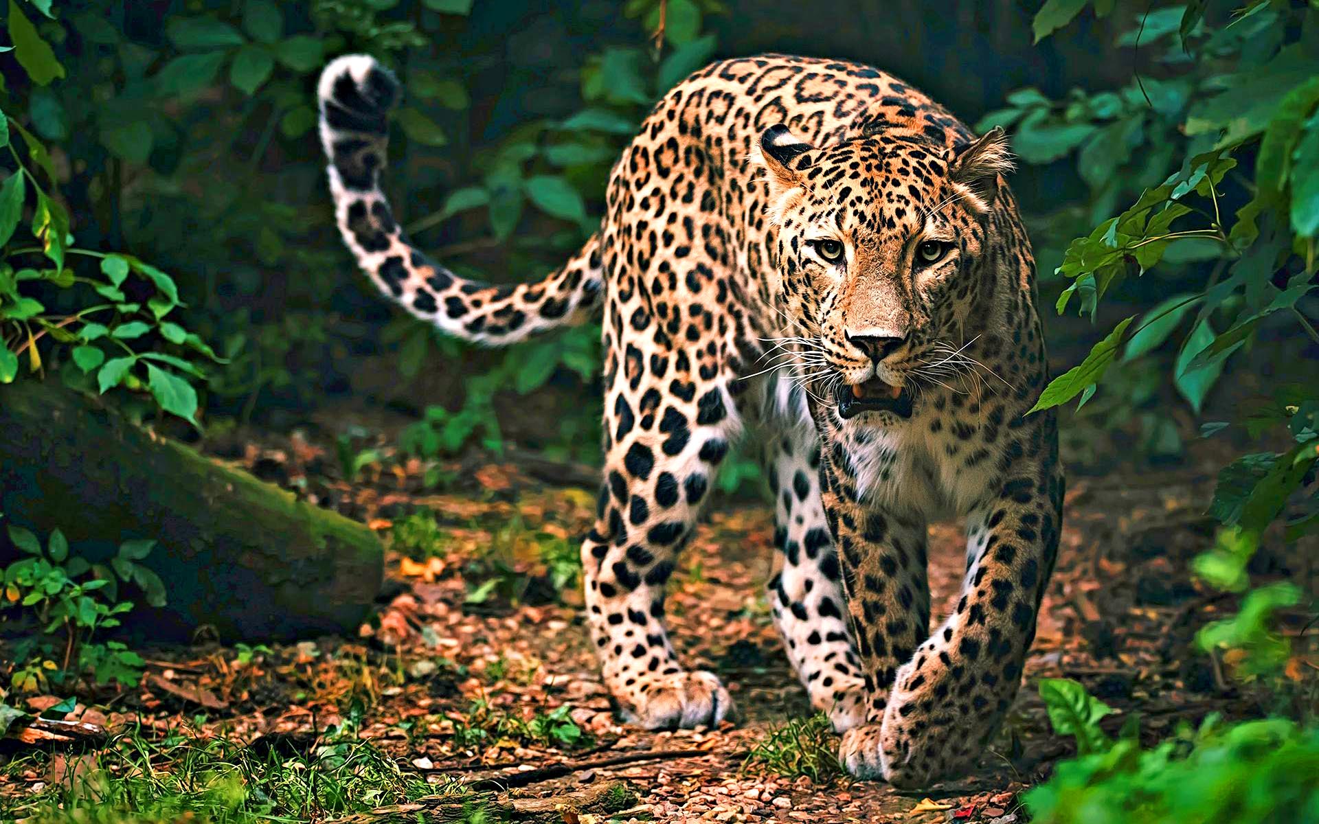 There are less than 1,000 leopards left in Sri Lanka. 