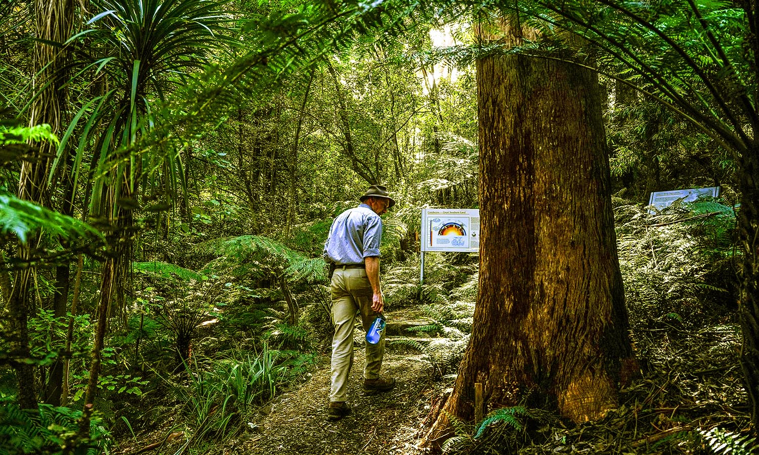 A man walking through the lush greenery of the Blue Mountains Botanical Gardens. 