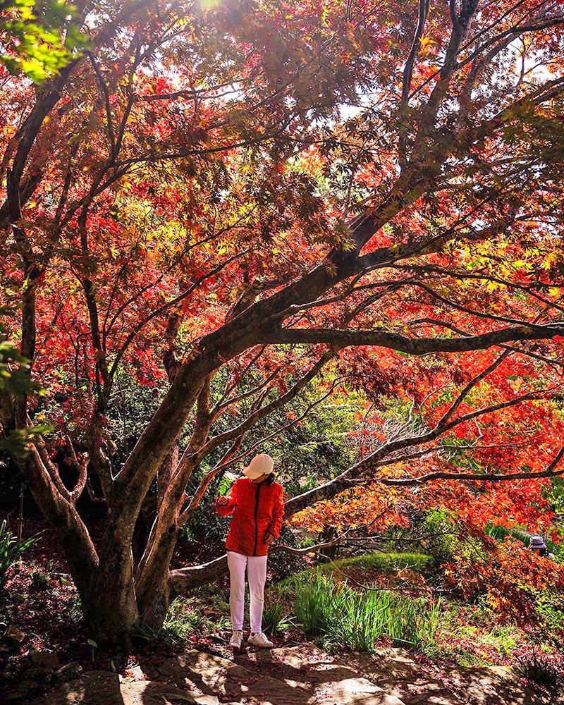 A favourite autumn photo spot beneath the Garden's Japanese Maples.