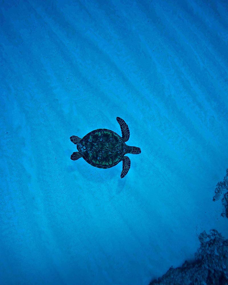 Turtles swimming along the bottom of the trench.