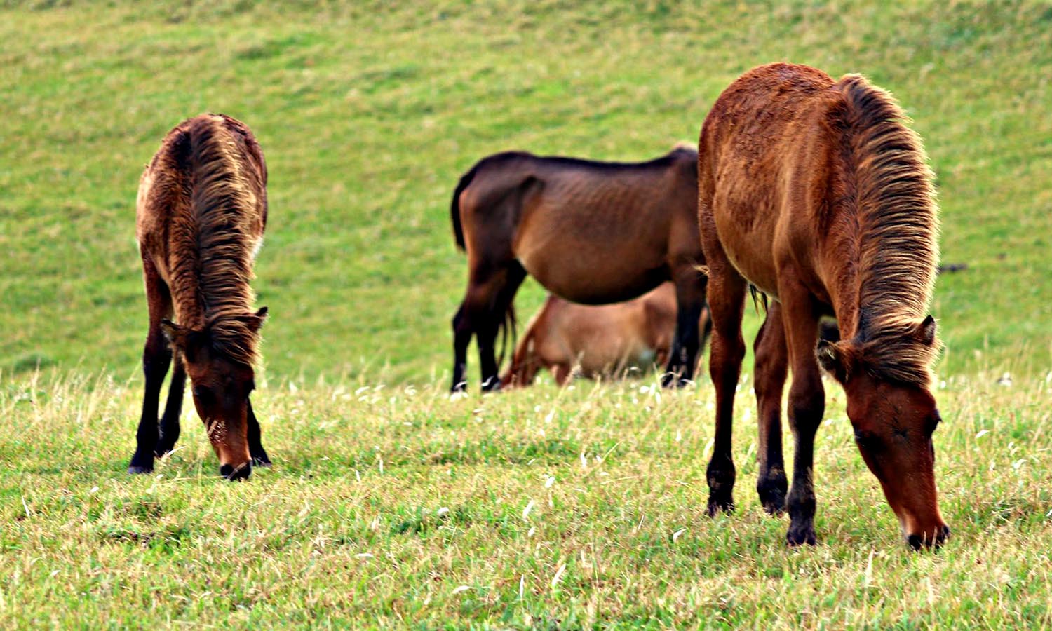 Yonaguni horses as they graze on bright green grass.