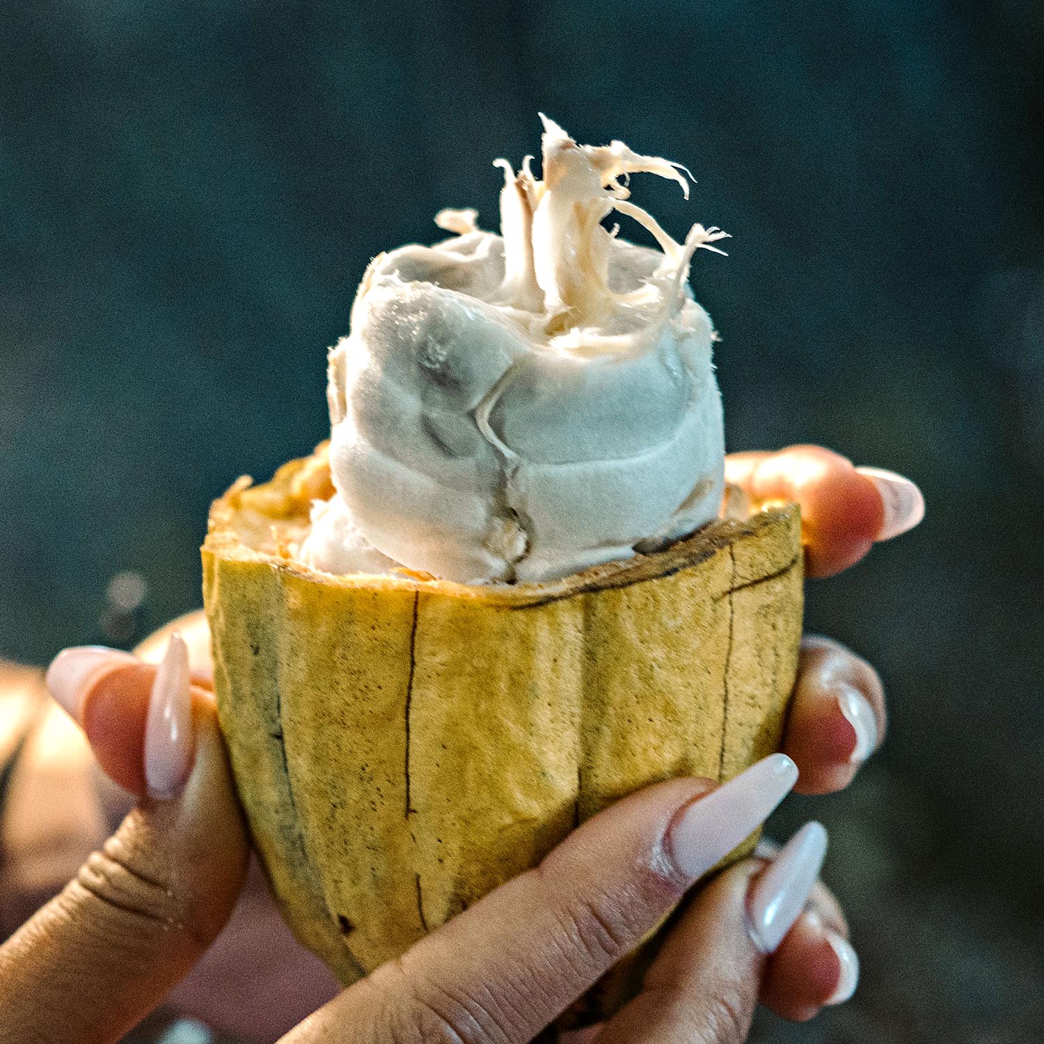 This fleshy cocoa seed is nature's candy. Just don't bite down.