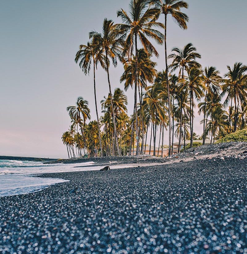 Black sand beach lined with towering palm trees on Hawaii's Big Island coastline.