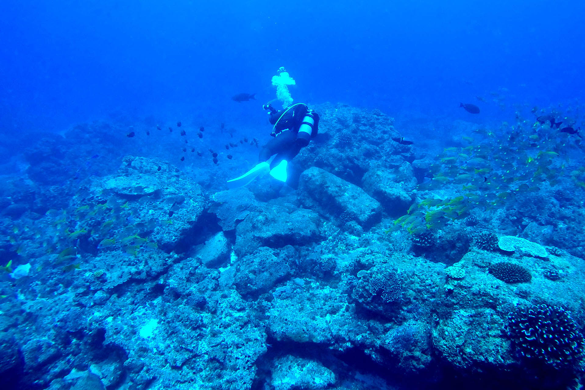 A diver's dream. ©Ogasawara Hahajima Tourist Association