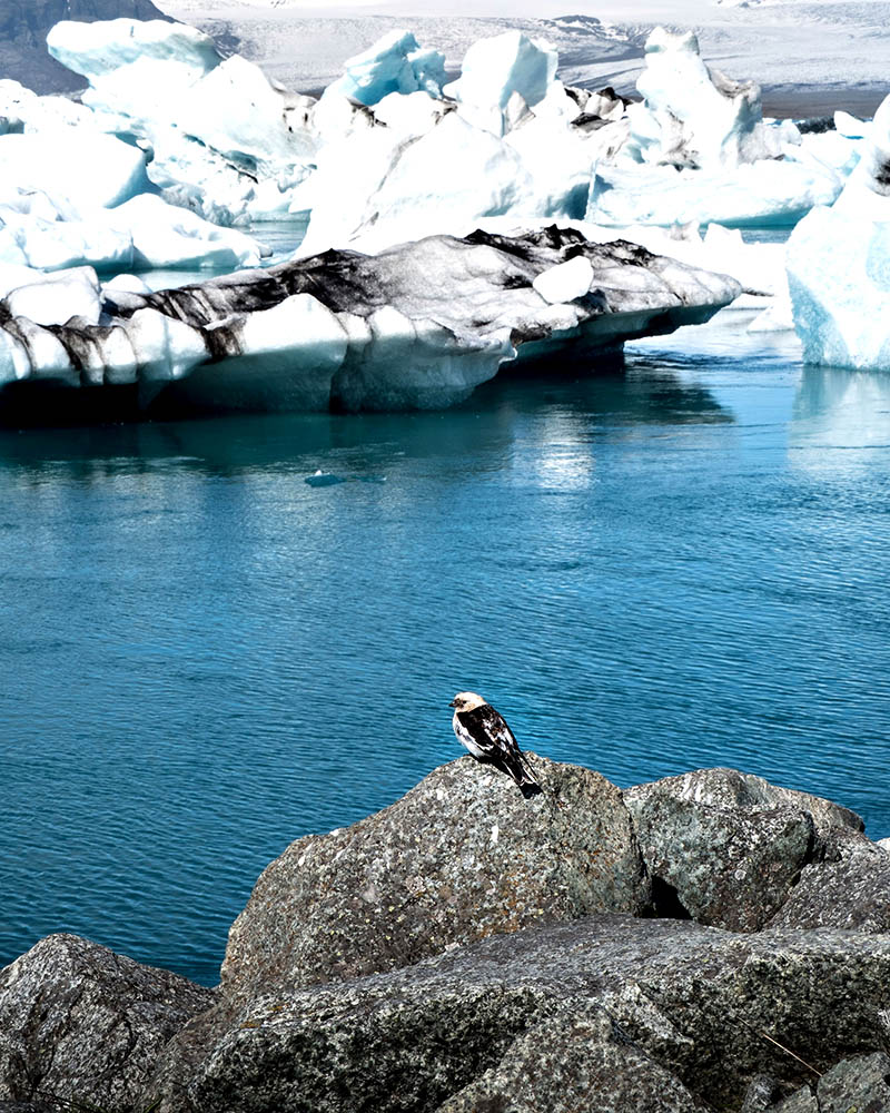 It's not just travellers who stop to admire the ice here.