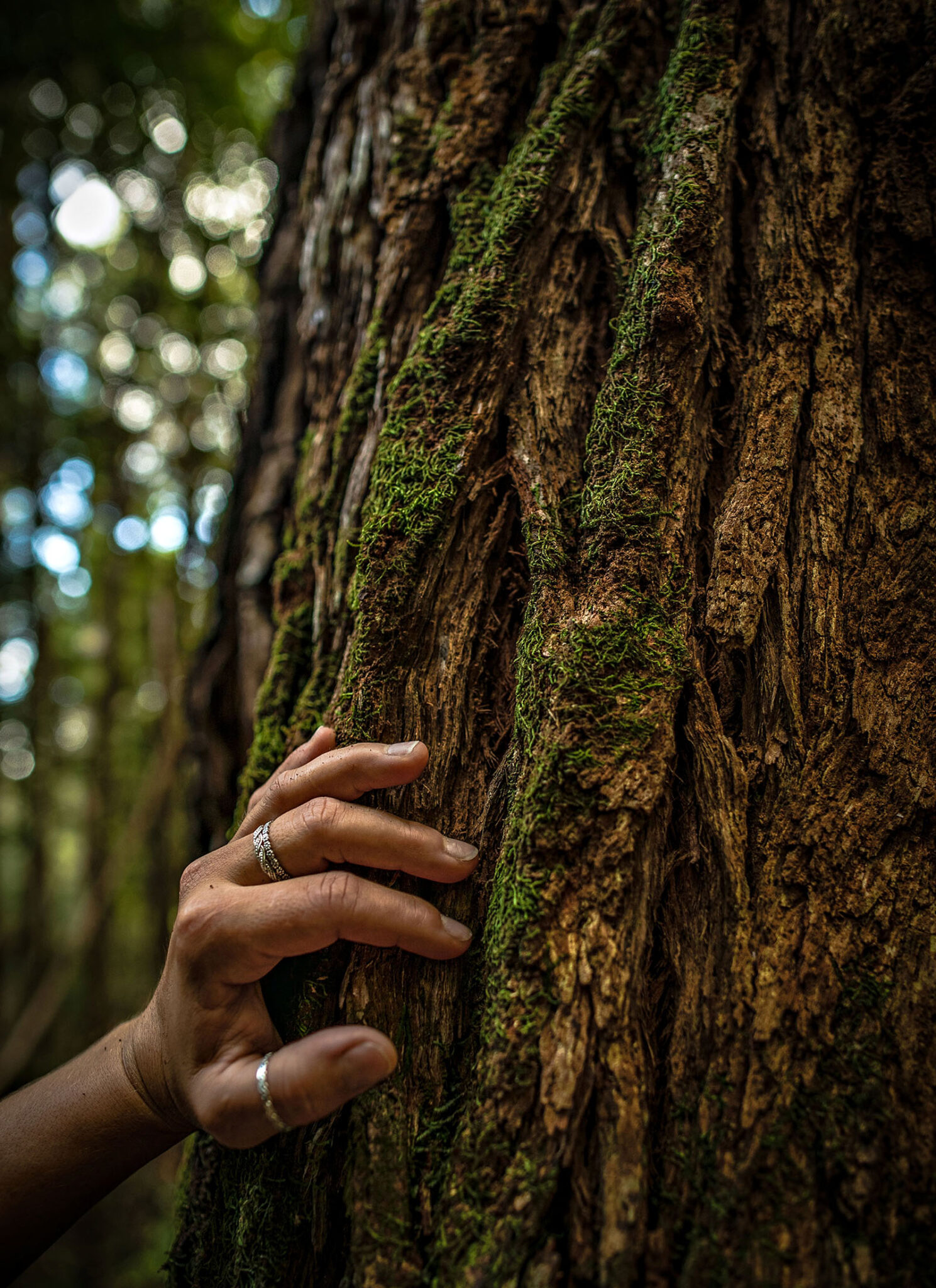 A tree with unimaginable history.