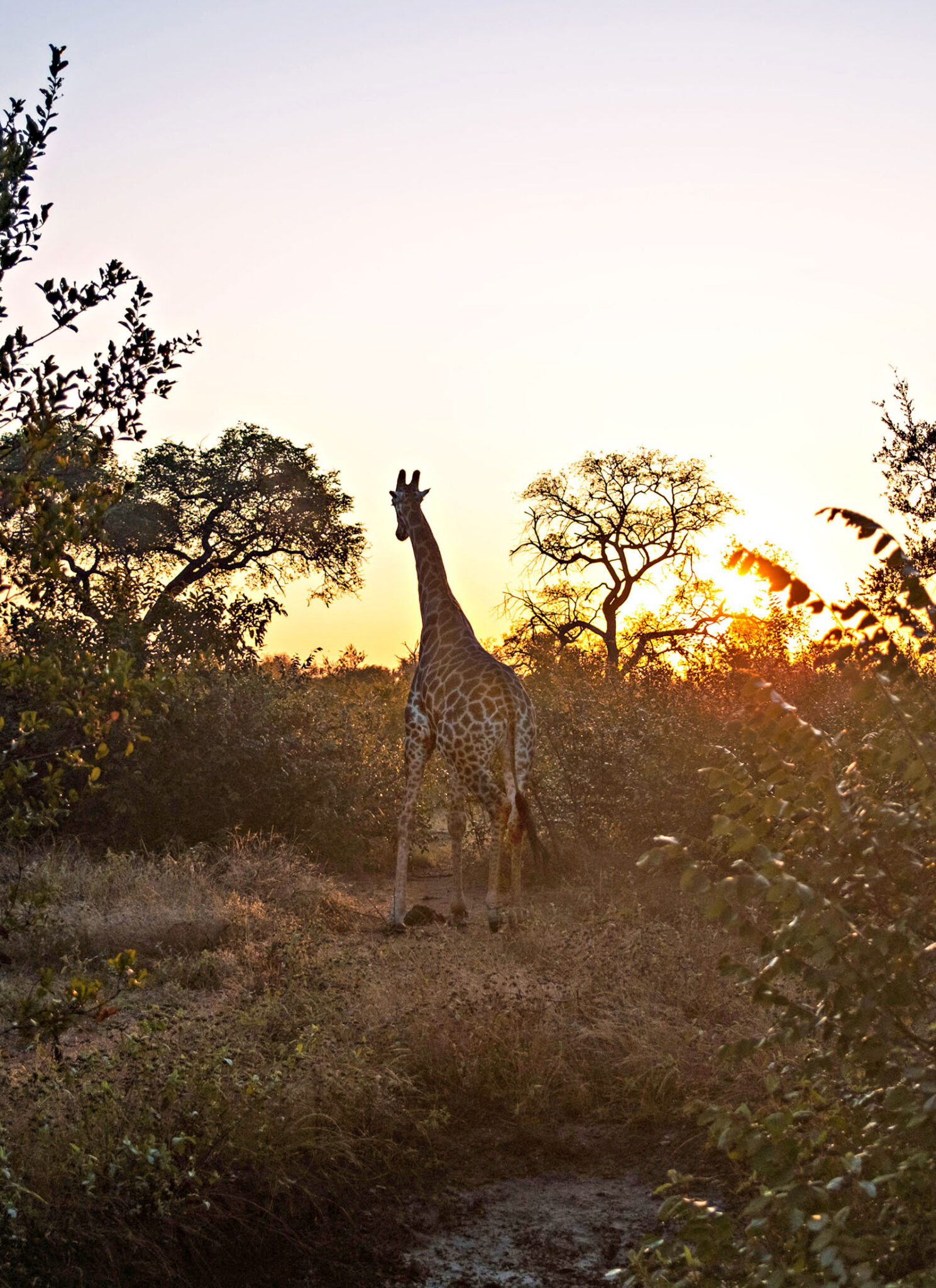 Giraffe's get the best sunrise view. 