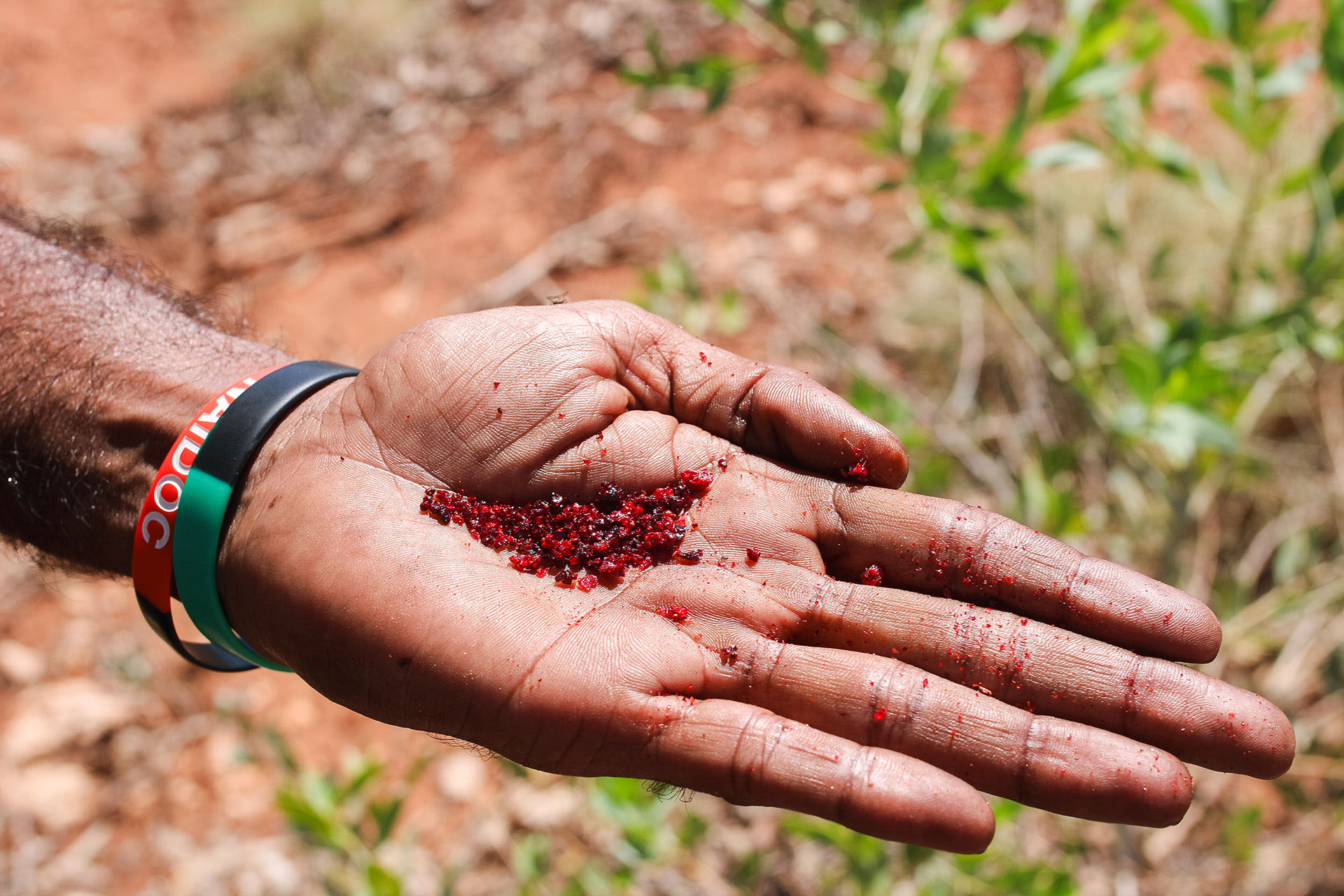 Sap from the Bardirri Tree is used as a detoxing agent, a powerful bush medicine used for centuries. Jaden and Elijah collect some for Elijah's mother, who sells it in town. 