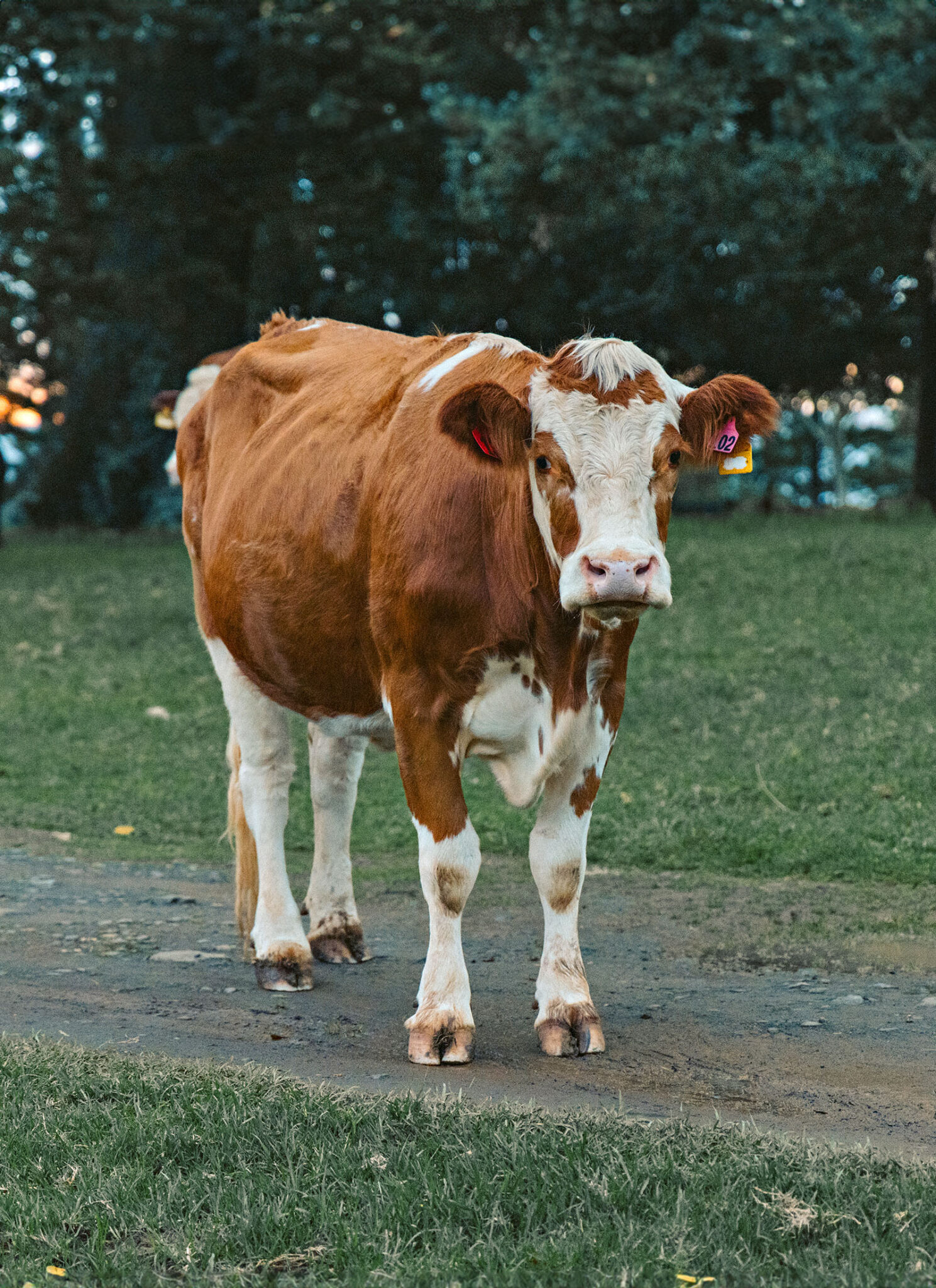 Cows cruise freely around the island. 